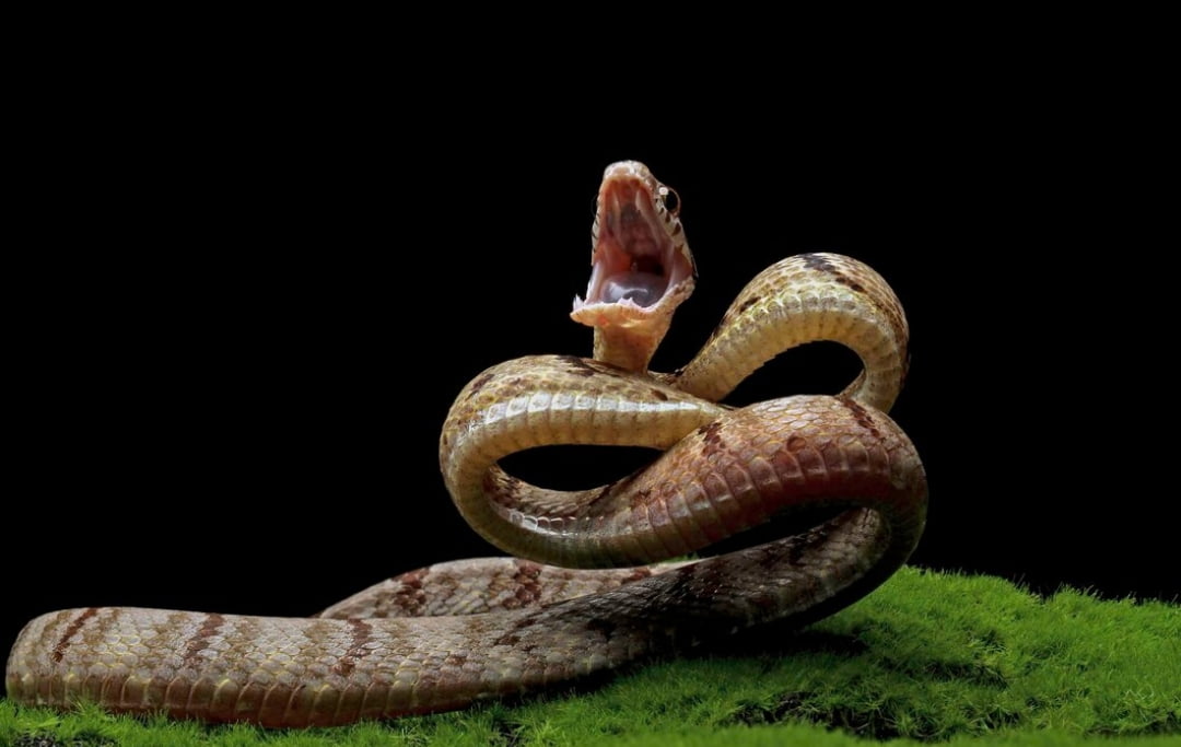 What Eats Snakes: An Exploration of Snake Predators